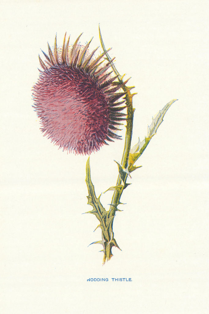 Nodding Thistle. Wild Flowers by Frederick Edward Hulme c1895 old print